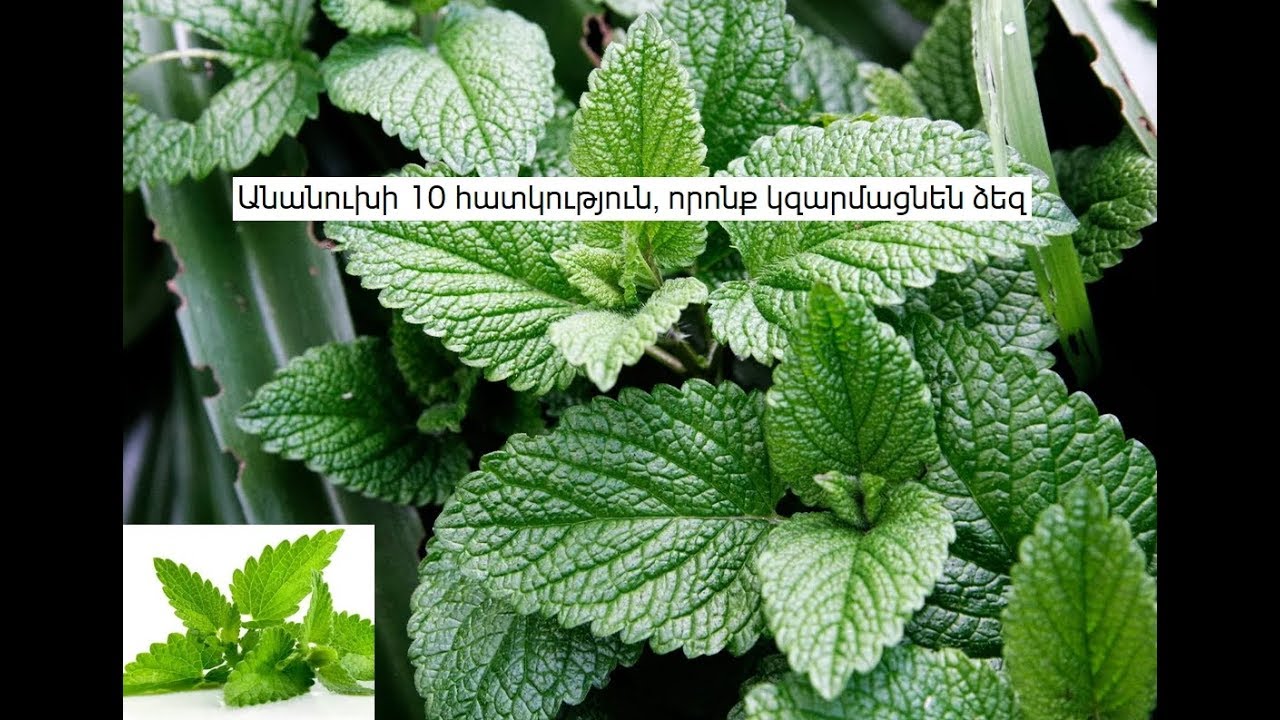 Անանուխի 10 հատկություն, որոնք կզարմացնեն ձեզ