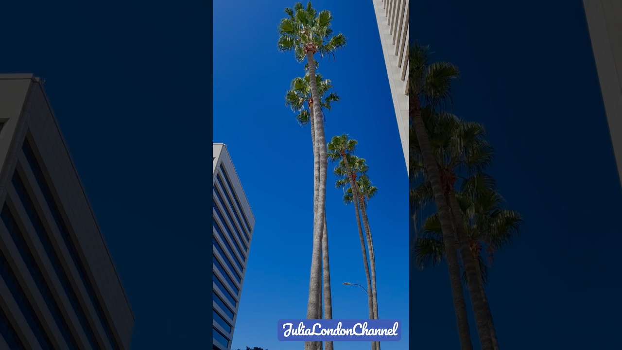 ПУТЕШЕСТВИЕ В КАЛИФОРНИЮ США. ЛОС АНДЖЕЛЕС АВГУСТ 2023 