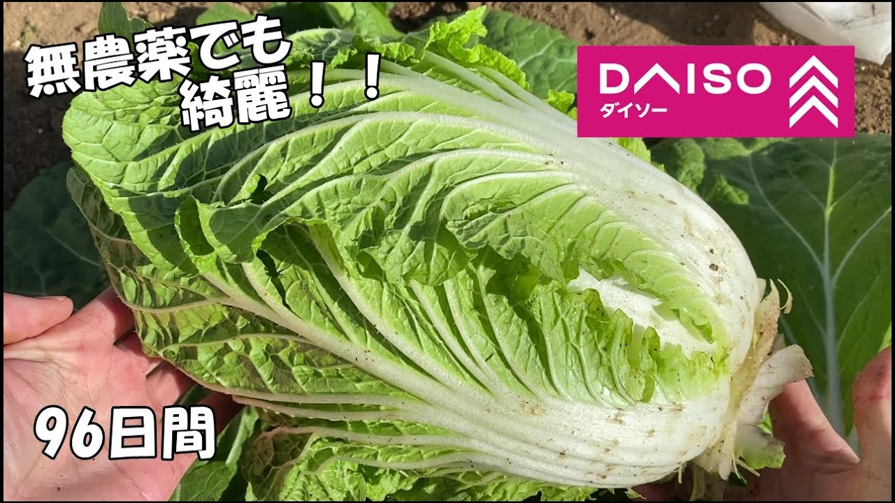 100均 ダイソー の種から白菜を育てる Youtube