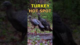 Turkey Hot Spot When Raining! #Turkey #turkeyhunting #hunting #hiking #outdoors