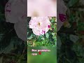 Nos premires roses  ainsi que 4 pivoines et la clmatite plante cet automne