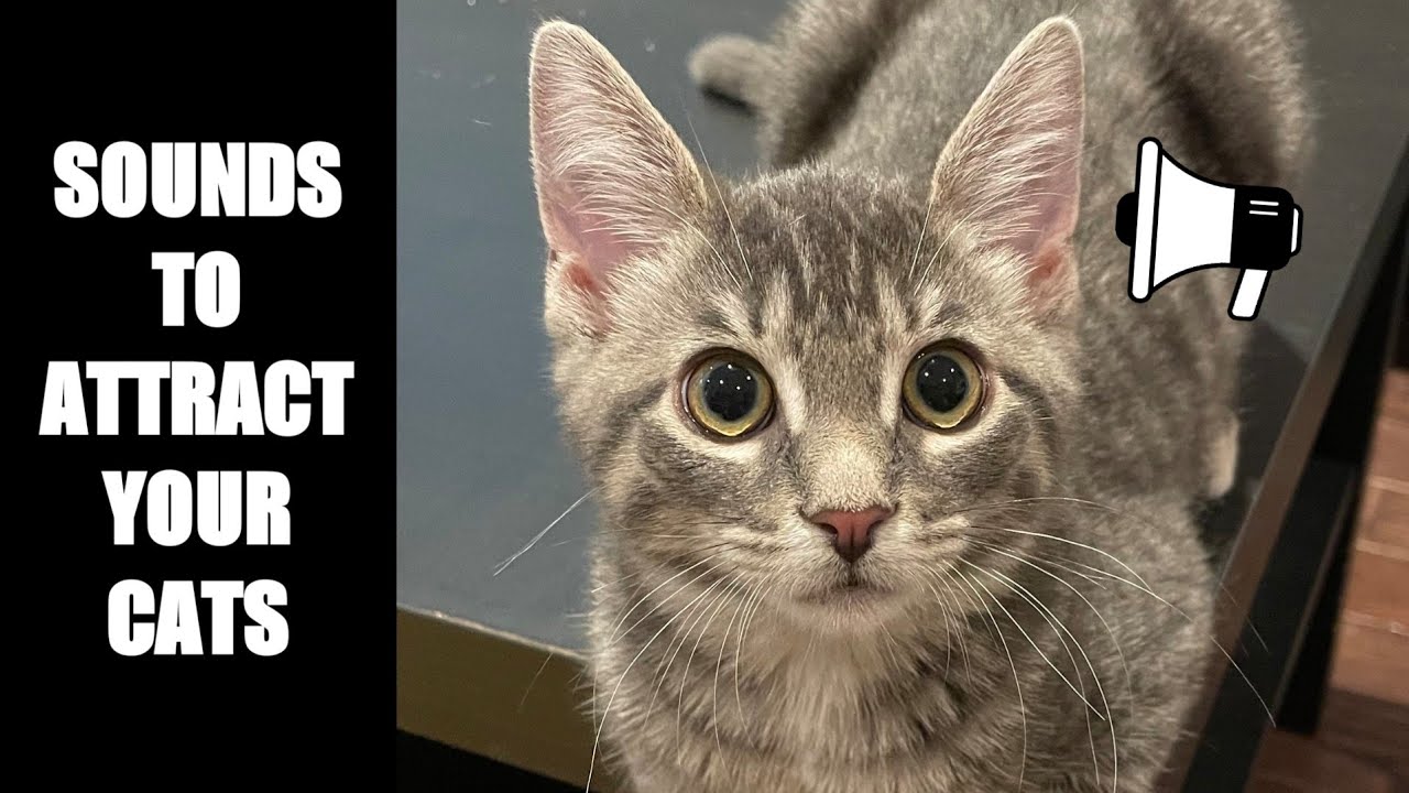 Cat Sounds to Attract Cats 15 YouTube
