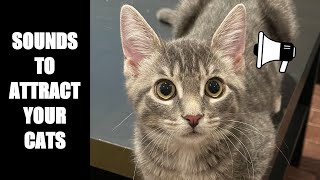 Cat Sounds to Attract Cats #15