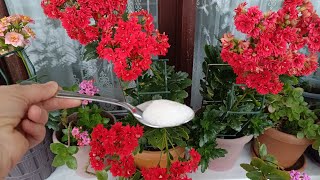 Kalanşolar Çildirdi Bu İnanilmaz Bi̇r Şeki̇lde Çi̇çek Açtiriyor Kalanşo Bakımı