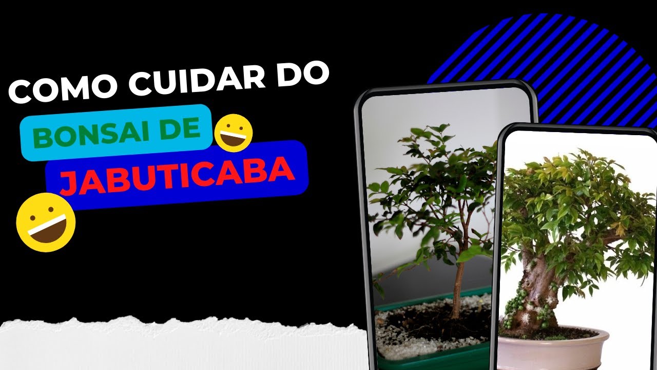 COMO CUIDAR DO BONSAI DE JABUTICABA┃BONSAI DE JABUTICABA - YouTube