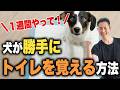【努力ゼロ!?犬のトイレ】必死で教えるのはもう終わり!愛犬のトイレを「仕組み」で自動的に大成功させる方法|歴27年のドッグトレーナーが解説