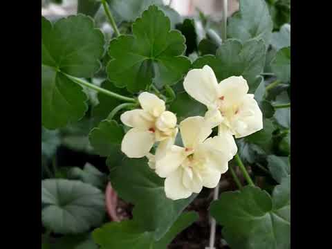 Video: Sorg Vir Geraniums In Die Winter Tuis: Waarom Droog Pelargonium In 'n Woonstel? Hoe Om Dit Te Laat Blom? Wat As Sy Sterf?