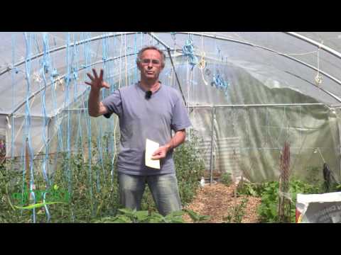 Vidéo: Brugmansia Ravageurs et maladies - Problèmes courants affectant les plantes de Brugmansia