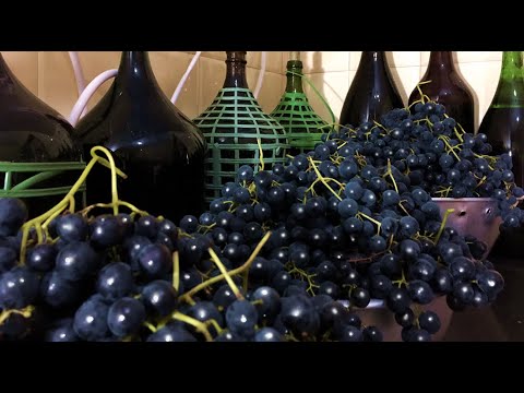 Vídeo: Como Fazer Vinho De Uva