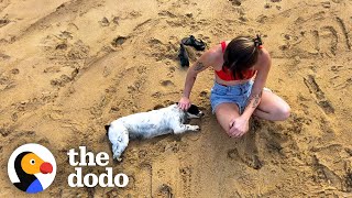 Stray Dog Keeps Following Couple On Vacation | The Dodo