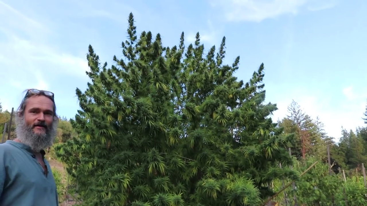 SUMATRA - ACEH   Landrace Cannabis