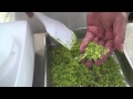 子羊キャレの香草風味 の動画、YouTube動画。