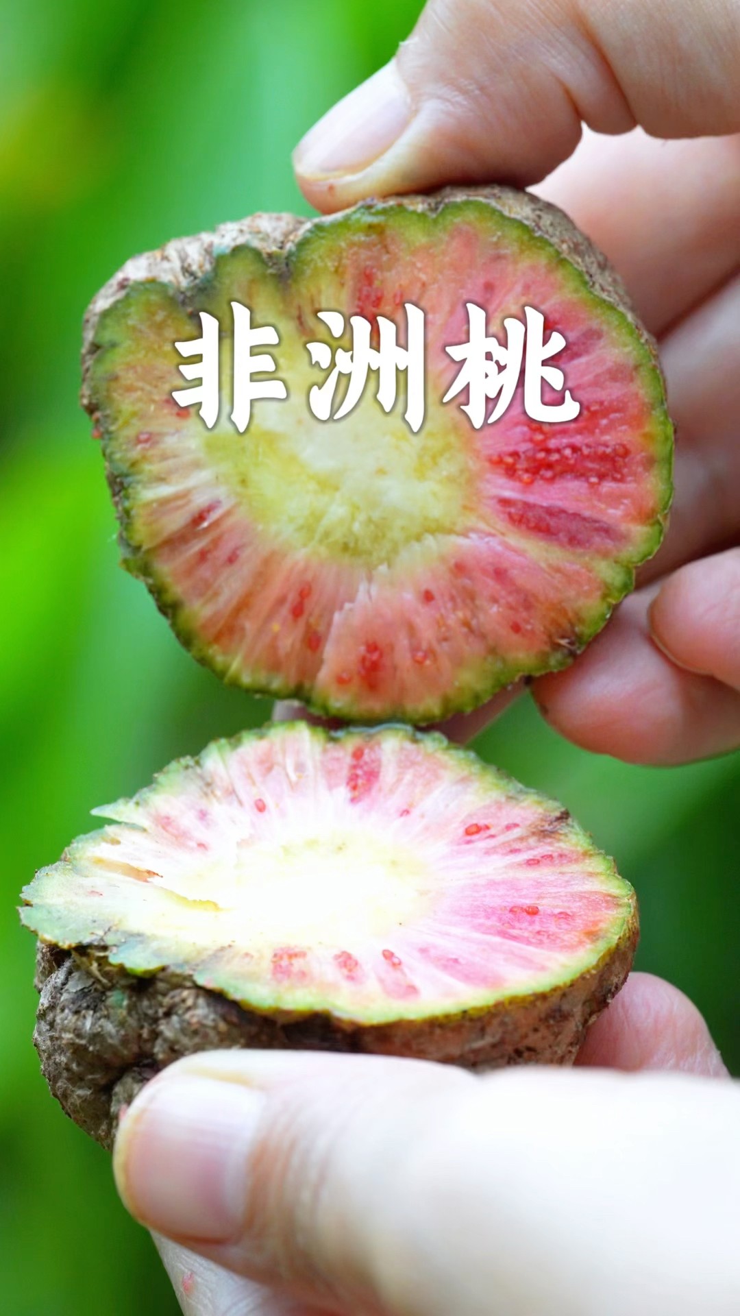 奇特水果非洲桃（African peach） - YouTube
