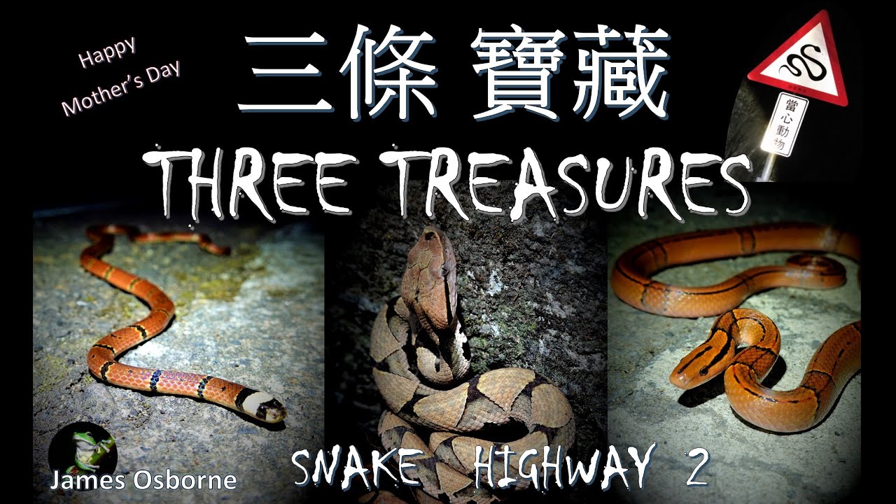 超棒的晚上找蛇～10種蛇 Epic Road Cruise ~10 Snake Species ( Snake Highway #2)
