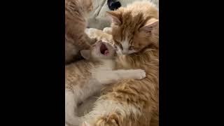 Orange Kittens Big Brother And Little Brothers Cuddles #cat #cute #funny