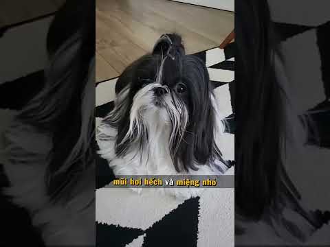 Video Shih Tzu - Thạch Sư Khuyển là dòng chó gì? #shorts... - youtube
