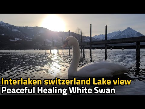 【ASMR】 White Swan