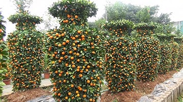 Vườn Quất Lộc Bình Khủng tại Văn Giang - Hưng Yên