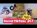 Ferrets taking over tiktok  funniest trending pt 2