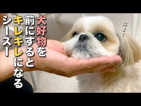 【シーズー】大好物を前にするとキレキレのイヌになるシーズー www（今日のオトンクッキングは、シュワ〜？文旦の炭酸ドームゼリー編）【407】