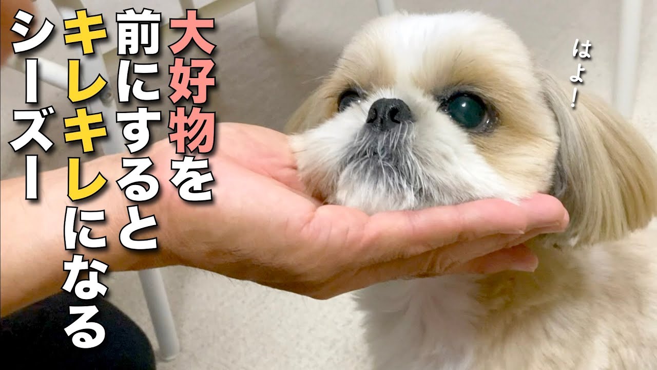 【シーズー】大好物を前にするとキレキレになるシーズー www（今日のオトンクッキングは、シュワ〜？文旦の炭酸ドームゼリー編）【407】