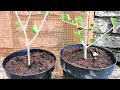 Come piantare talee d'ulivo