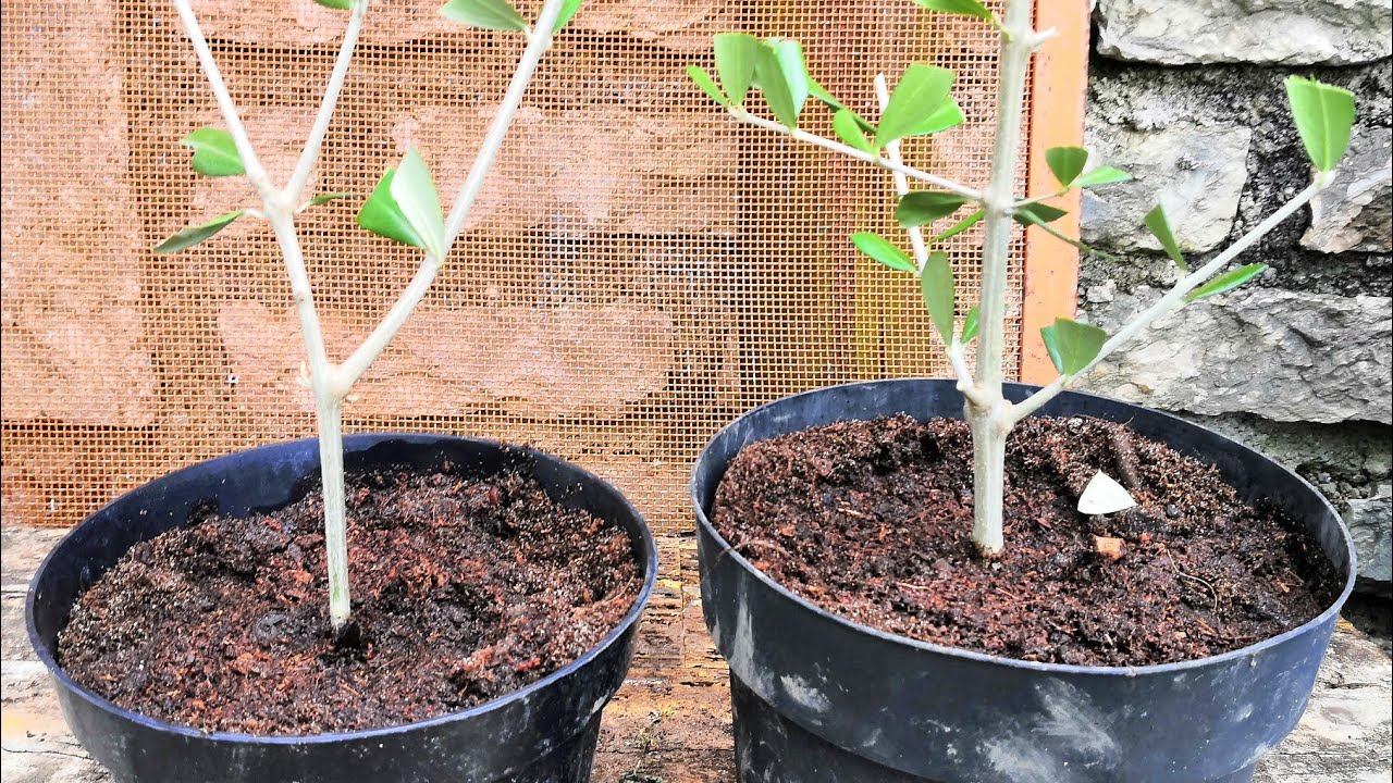 Come piantare talee d'ulivo