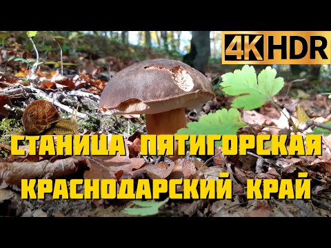 Грибная станица Пятигорская Горячий Ключ | Собираем грибы в лесу