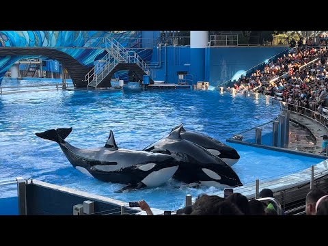 Seaworld Orlando Orca Encounter - YouTube