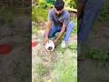 इस 🐍साप का नाम बताओ कितना 🥰खूबसूरत सांप है#viral #shortvideo #youtube #black #head #royal #snake 🦎🐊🐍