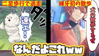 エイトリ】 練牙犬の散歩でしゅうまいに二足歩行で逃げられるwww