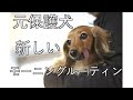 【犬の猫パンチ】早朝から激しい要求をしてくる犬【カニンヘンダックスえびすの日常】
