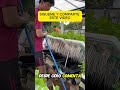 ¡Cosecha SIN TIERRA! 🥬 Aprende Hidroponía desde cero #shorts #hidroponía