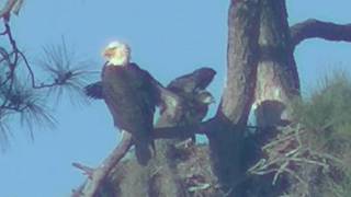 Sun City Eagle Family: Eaglets are Strengthening Their Wings by Flapping and Trying to Get Lift.