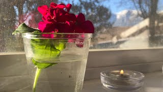 TikTok Exodus ~ #ACIM Call for Clarity & Connection with Sarah St.Claire ~ #Mindfulness #Forgiveness