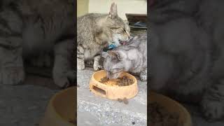 TRUE FRIENDSHIP BETWEEN 2 CATS - Niuniek is eating Biter's food but he's licking him by kotomaniak 34 views 1 year ago 1 minute, 15 seconds