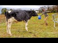 He Came To Trim Our Steer's Hooves, But It Didn't Go As Planned!!