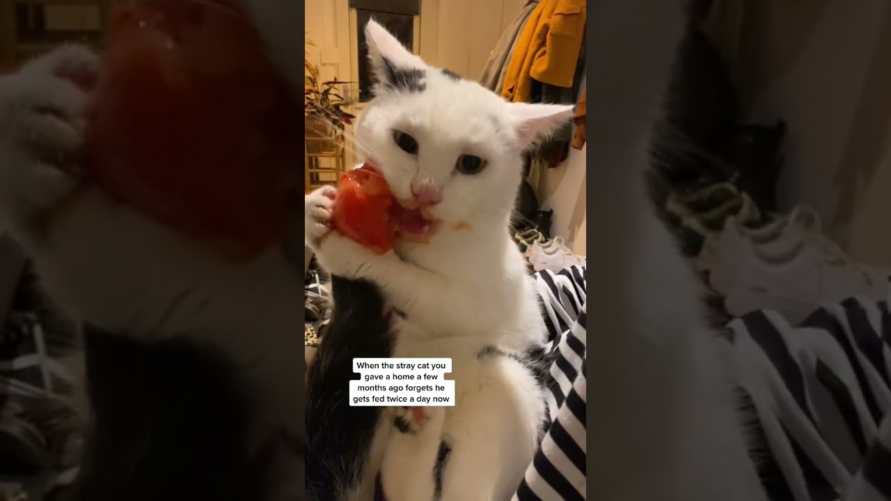 the cat who eats tomatoes😹