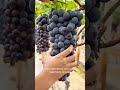Aprende a cultivar tus alimentos 🍅🥬 en tu propia huerta hidropónica en casa #fertilizantenatural #
