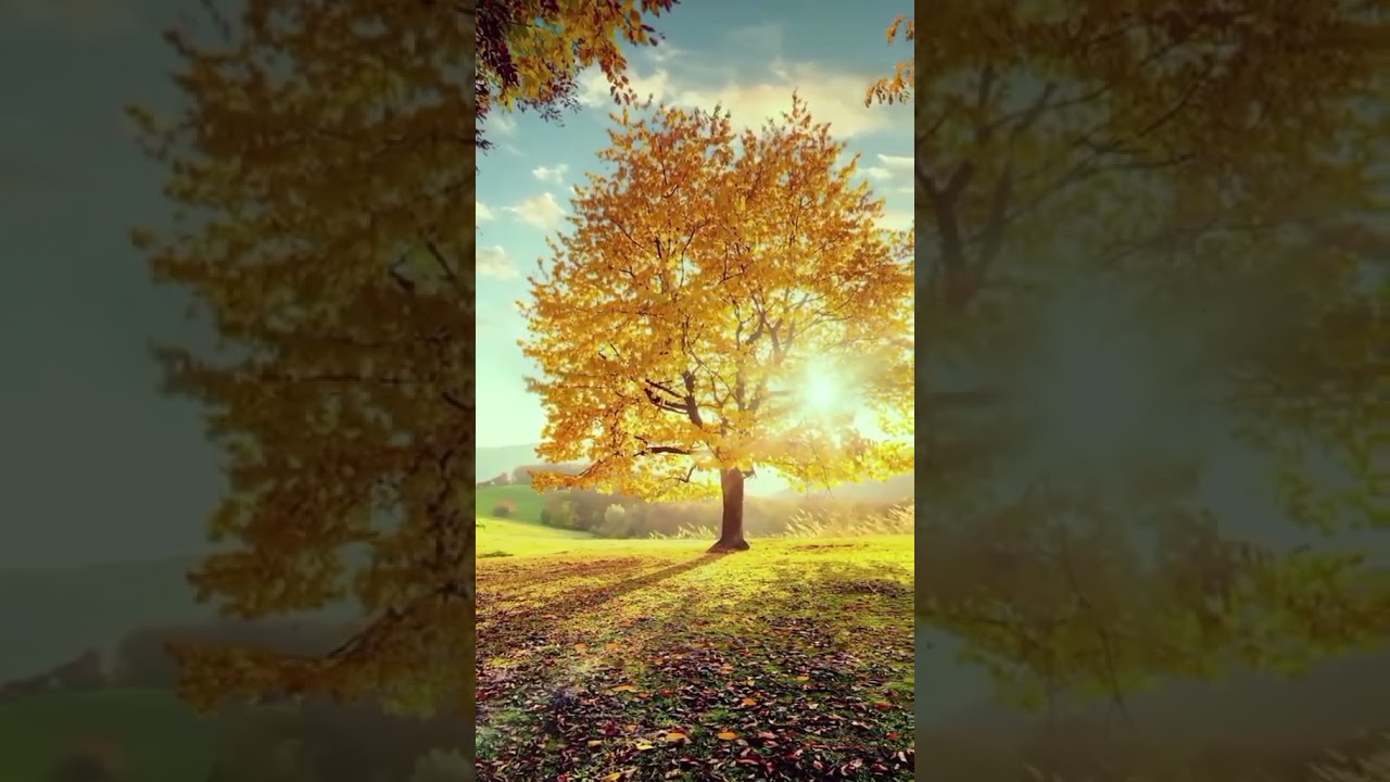 A Peaceful Walk Through the Colors of Autumn 🍁 | Relaxing Nature Ambience in 4K