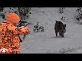 Karda heyecan dolu yaban domuzu avı / Wild boar hunting in Turkey