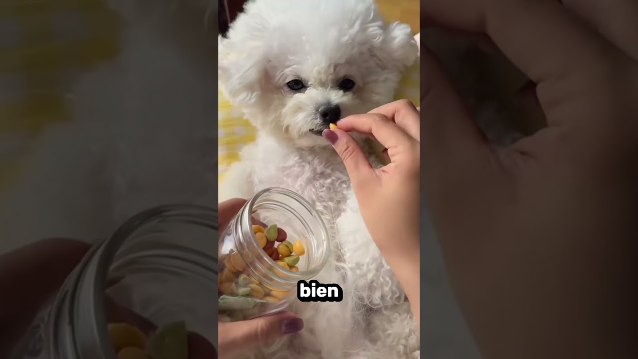 Rutina de cuidado de mi perrita 🐶💖