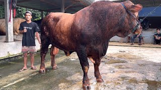 PUSAT SAPI QURBAN MURAH… 60rb/kg FREE SEMUANYA‼️