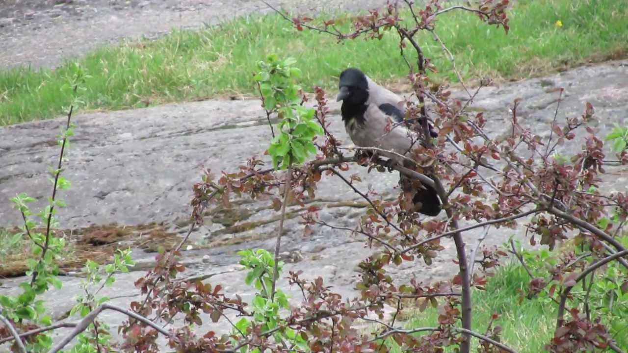 Hooded Crow protests against the presence of a cat