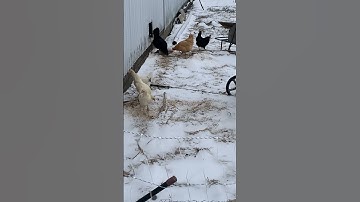 CHICKENS in snow