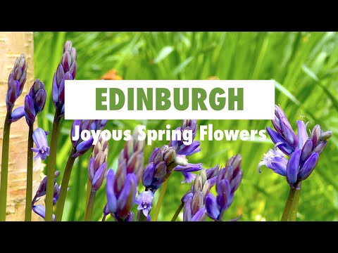 Joyous Spring Flowers in Edinburgh | A Lovely Day Filming Beautiful Spring Flowers in Edinburgh