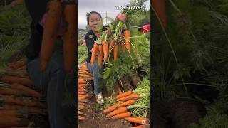 🥕 Carrot Farming: Earn High Profits with Smart Techniques?😱#shorts #viral #trending