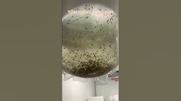 Giao tôm post cho khách hàng ở Cà Mau