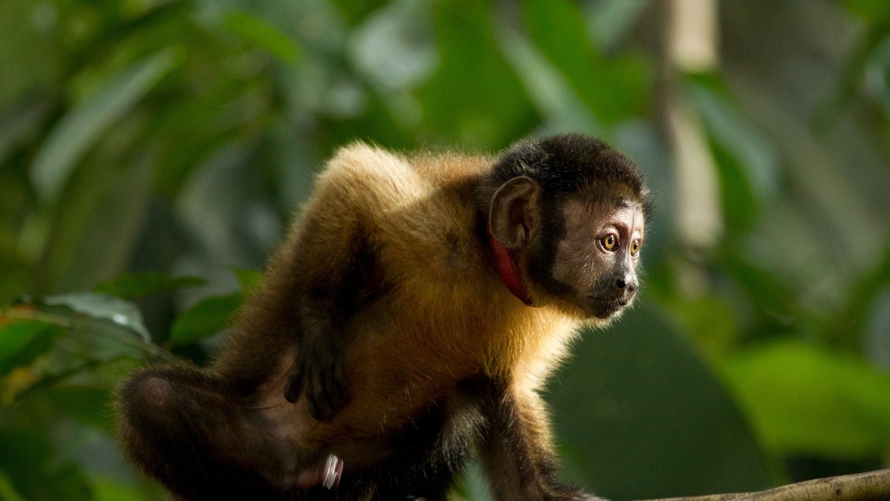 Amazônia | Trailer oficial