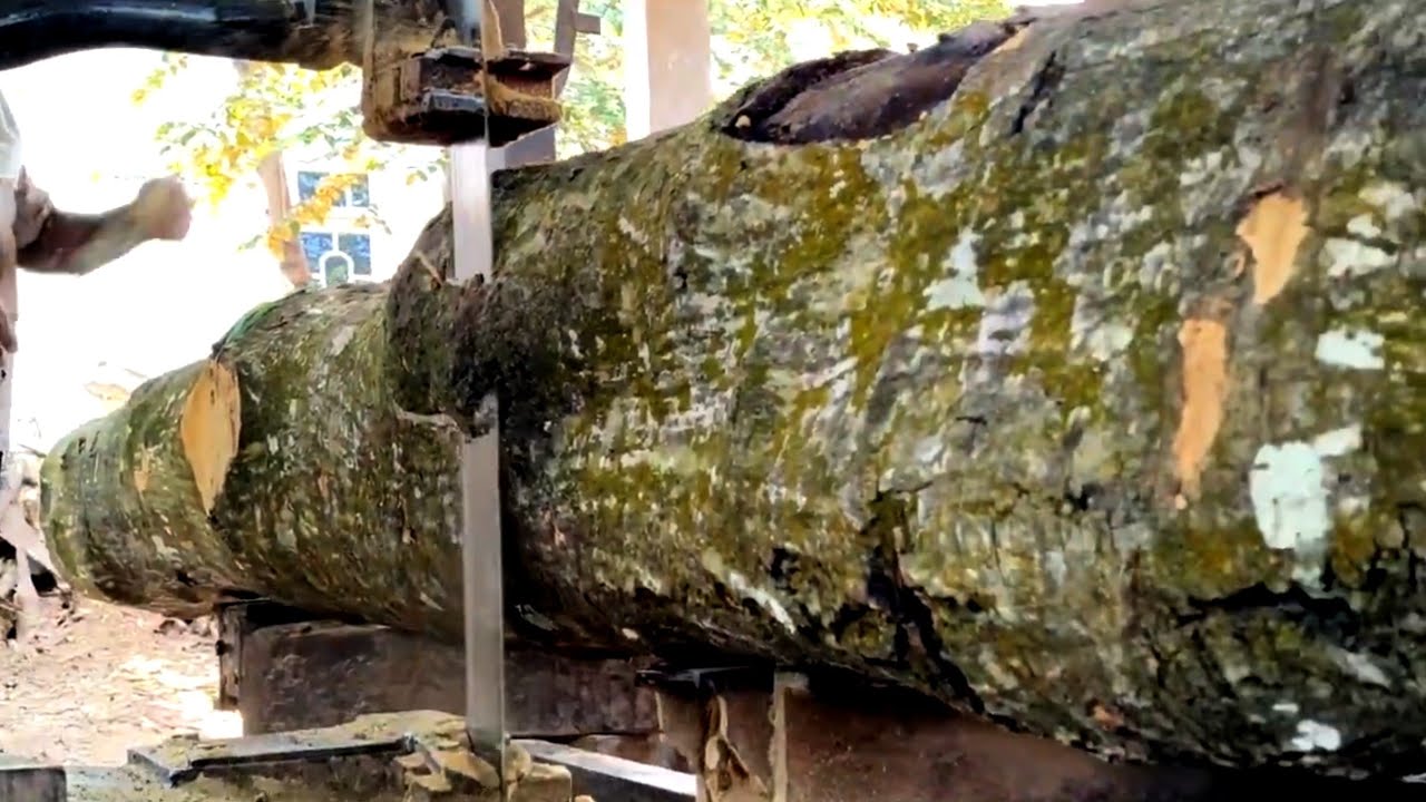 THE MYSTERY OF BLACK FIBERS! In Johar wood at the sawmill 